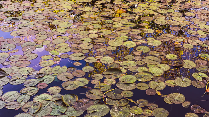 Green lily pads scattered across the reflective surface of a pond